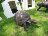 ALUMINUM STATUE  TURTLE APPROX 27