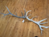 Pair of Elk Antlers 37