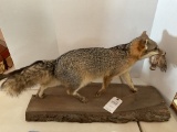 Fox and quail taxidermy