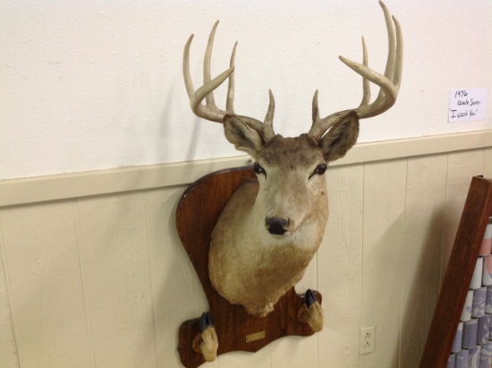 Deer mount 10 point from 1971 Harpers Ferry Iowa by Mark Ehrlich