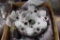 DHC-8 BRAKE ASSY 2-1565 (O/H)