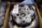 DHC-8 BRAKE ASSY 2-1565 (REPAIRED)