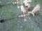 Eagle Weathervane