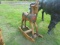 Rocking Horse