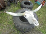 Cattle Skull With Horns