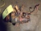 Case 188 / 207 Injection Pump