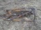 Danuser Post Hole Digger