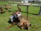 Mott Mower w/ 2 Cylinder Gas Engine