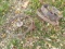 (4) Small Antique Steel Wheels