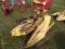 New Holland 824 Corn Head