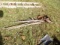 Group Of Misc Hand Tools