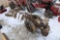 Antique Walk Behind Tractor w/ Cultivator & Potato Plow, Barn Find