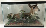 Fawn Mount in Aquarium