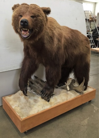 Taxidermy Auction