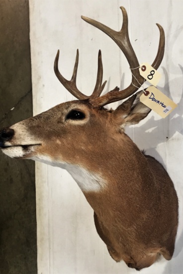 8-Point Whitetail Deer