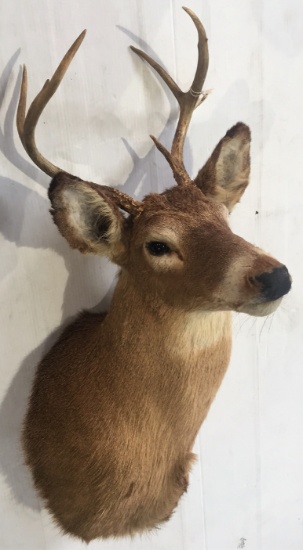 5-Point Whitetail Buck Mount