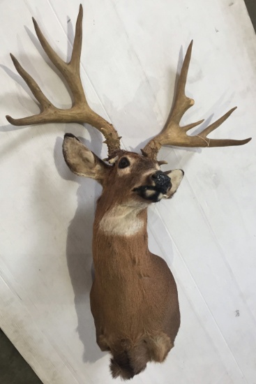 10-Point Whitetail Buck Mount