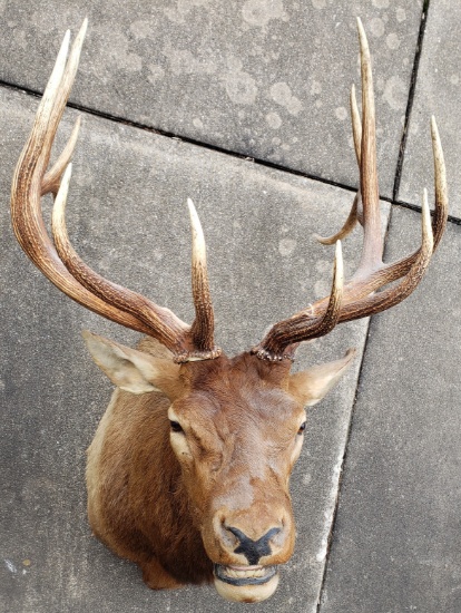 6x6 Elk Shoulder Mount