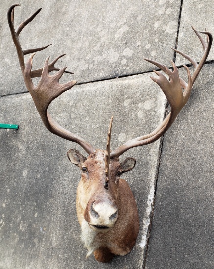 Caribou Shoulder Mount