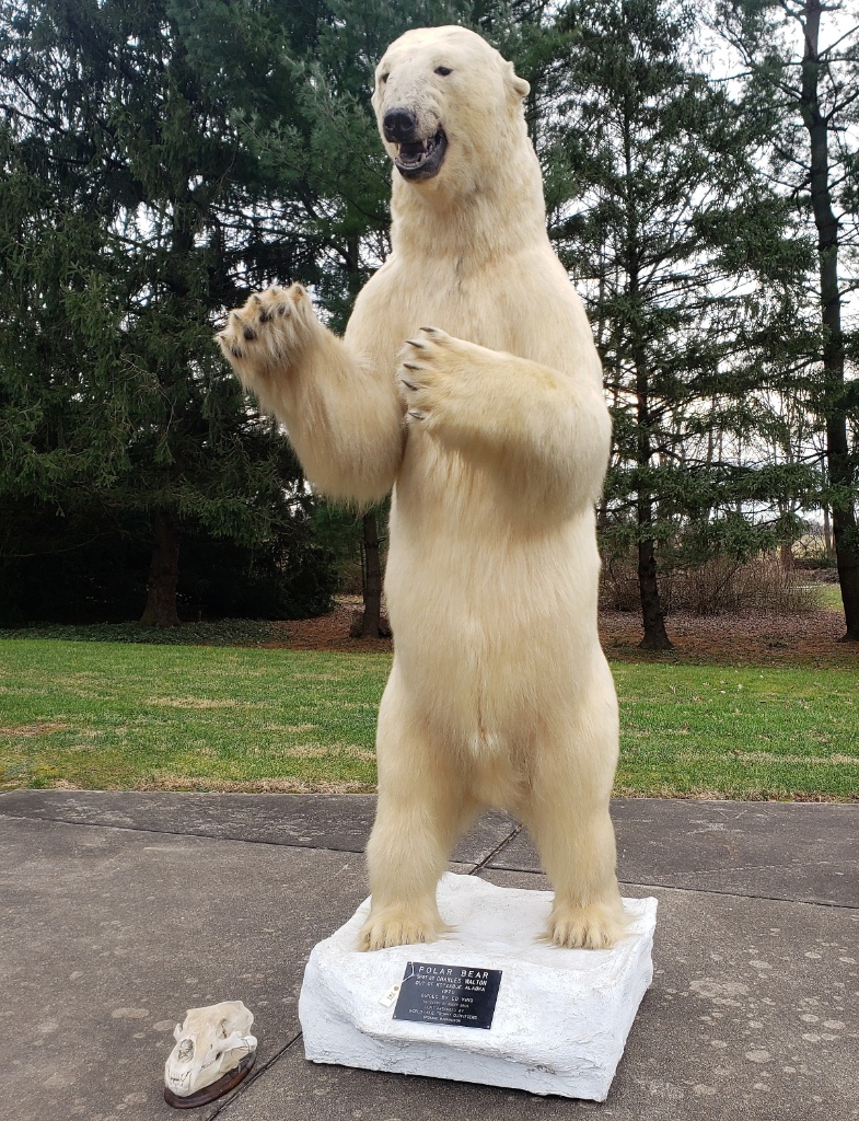 polar bear mount for sale