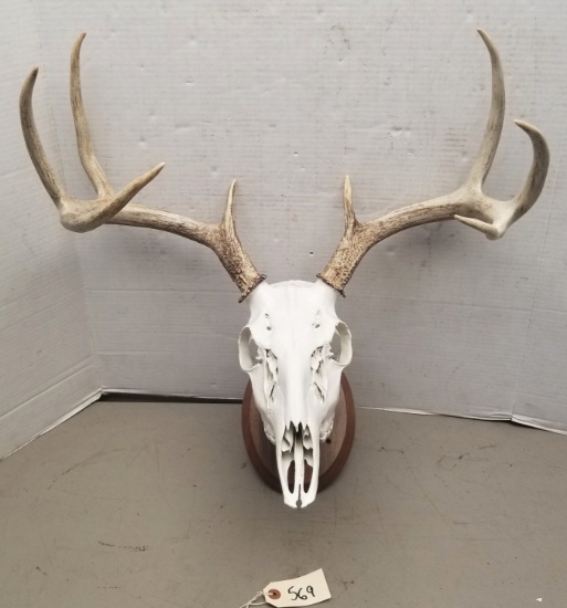 Large 8-Point Whitetail European Skull Mount