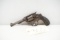 (CR) S&W .32 Hand Ejector 2nd Model .32S&W Long