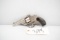 (CR) Hopkins & Allen Topbreak .32S&W Revolver
