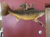 Taxidermy mounted fish on drift wood wall hanging, approx. 29