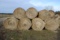 11x Round Bales 4'x4' net wrapped grass hay, sell 11 times the money
