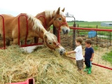 Team of Belgian mares - half sisters, registered but cannot find paperwork. Approx 20yrs old. calm