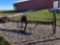 Horse Drawn Steel Wheel Dump Rake with seat