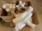 Several hundred 12 oz Coca Cola paper cups, several hundred 12 oz white foam cups, box of lids for