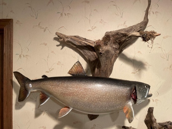 Mounted Trout-29''W x 24''T. NO SHIPPING AVAILABLE ON THIS ITEM!
