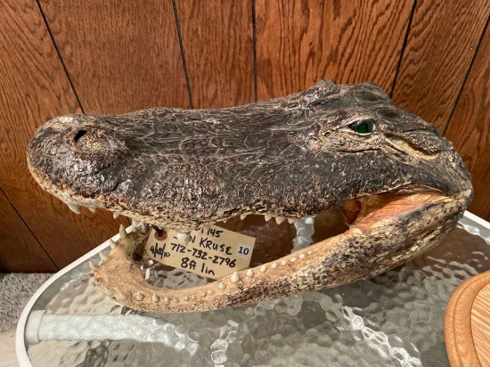 Alligator Head