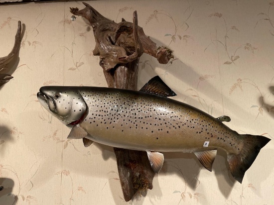 Mounted Fish- 2 Ft x 2 Ft NO SHIPPING AVAILABLE ON THIS ITEM!