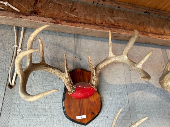 Wood Plaque Mounted Antlers. NO SHIPPING AVAILABLE ON THIS LOT! PICKUP ITEM ONLY!...