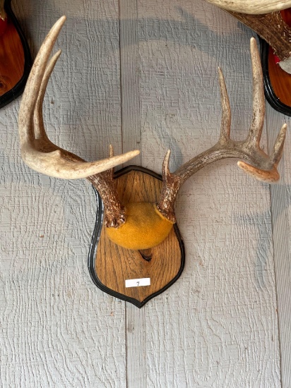 Wood Plaque Mounted Antlers. NO SHIPPING AVAILABLE ON THIS LOT! PICKUP ITEM ONLY!...
