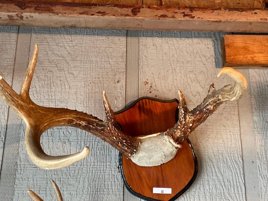 Wood Plaque Mounted Antlers. NO SHIPPING AVAILABLE ON THIS LOT! PICKUP ITEM ONLY!...