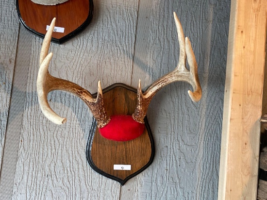 Wood Plaque Mounted Antlers. NO SHIPPING AVAILABLE ON THIS LOT! PICKUP ITEM ONLY!...