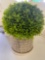 Decorative Plant Arrangement by Elements - Donated by Central Bank of Storm Lake