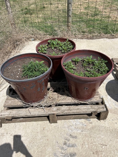 3 large flower planters