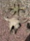 Skulls
