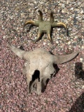 Skulls