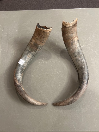 2 horns from African Cape Buffalo