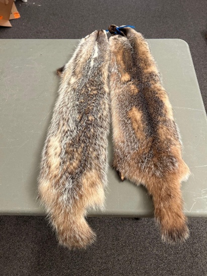 2 Badger fur pelts