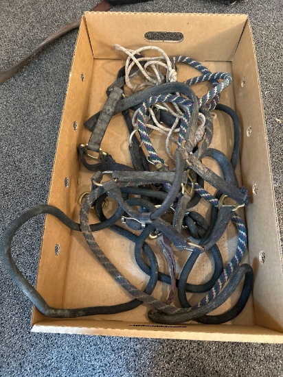 Box of assorted horse halters and lead ropes