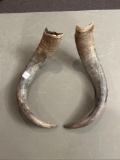 2 horns from African Cape Buffalo