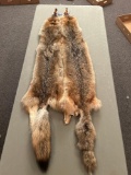 2 Coyote fur pelts