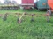 Deutz Hay Tedder