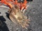 Kubota 161 Pin-On Bucket